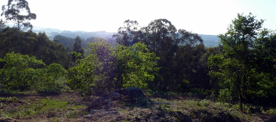 Galca Agroforestry